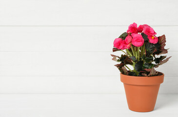 Fototapeta na wymiar Beautiful blooming pelargonium flower in pot on white wooden table, space for text