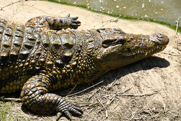 Crocodile resting in Safari park  Ramat Gan, Israel.