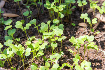 sprouts vegetable,Growing Seeds on Natural Sunny Background,Agriculture. Plant seedling