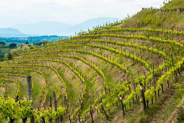 Fototapeta na wymiar Spring on the hills and in the vineyards. Friuli
