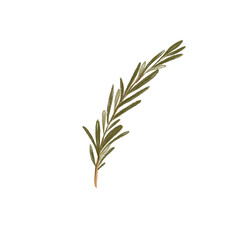Sprig of rosemary seasoning herb mediterranean food isolate on white background. Colored pencil sketch art. Print for menus, recipes, cuisine, textiles, sticker, postcard, tattoo, book