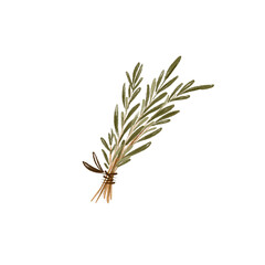 Sprig of rosemary seasoning herb mediterranean food isolate on white background. Colored pencil sketch art. Print for menus, recipes, cuisine, textiles, sticker, postcard, tattoo, book