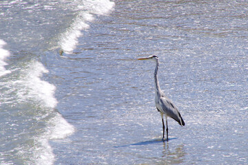 波に動じないアオサギ