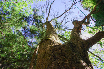 見上げて撮った木