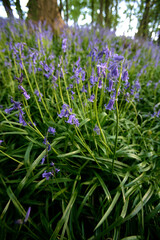 Bluebell woodland in evening sunlight, North Yorkshire, England, United Kingdom