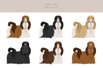 Shih Tzu poses, coat colors set.