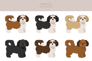 Shih Tzu poses, coat colors set.
