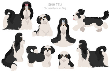 Shih Tzu poses, coat colors set.