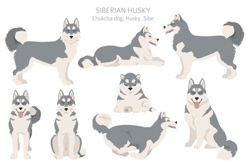 Siberian husky poses, coat colors set. © a7880ss