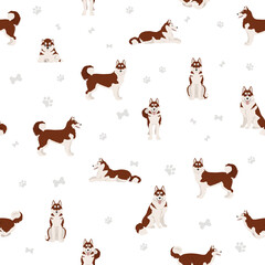 Siberian husky poses, coat colors seamless pattern. © a7880ss