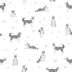 Siberian husky poses, coat colors seamless pattern. © a7880ss