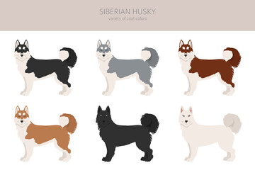 Siberian husky poses, coat colors set.