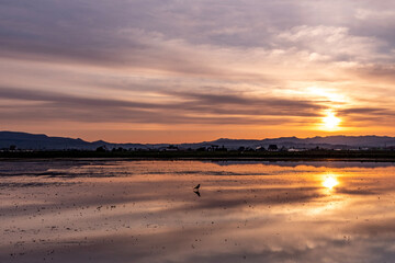 朝焼けが映る田んぼに佇むカラス
