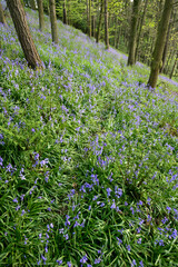 Bluebell woodland in evening sunlight, North Yorkshire, England, United Kingdom