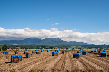 秋の富良野市 収穫後のタマネギ畑
