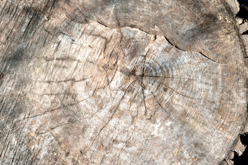 cross section of wood, close-up like texture for background