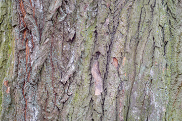 Old tree bark texture as background.