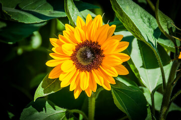 Basel, Sonnenblume, Blume, Herbstblume, Sonnenblumenkerne, Stadt, Bruderholz, Blumengarten, Sonnenblume, Gartenarbeit, Honigbiene, Sommer, Herbst, Basel-Stadt, Schweiz