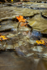 Orange Leaf Clings To Rock In Rushing Creek