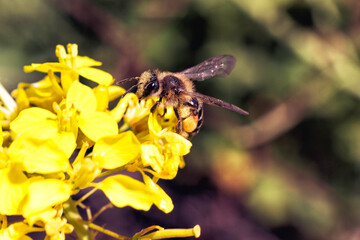 Bee pollinating a flower. Great sharpness and cleanliness. yellow flowers