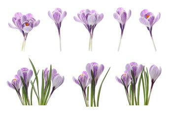Set with beautiful spring crocus flowers on white background