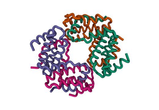 Structure of the recombinant human interferon-gamma tetramer, 3D cartoon model, white background