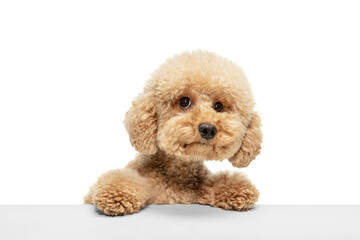 Cute puppy of Maltipoo dog posing isolated over white background