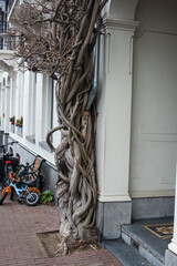 flowers and bicycle in Amsterdam city