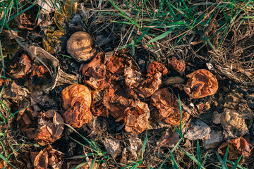 rotten fruit in the grass