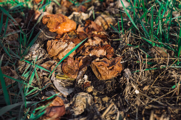a rotten fruit in close up