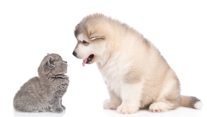Alaskan malamute puppy and tiny kitten look at each other. isolated on white background
