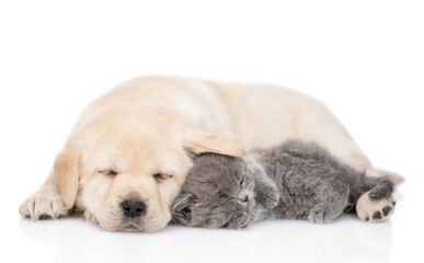 Young Golden retriever puppy hugs a tiny gray kitten. Pets sleep together. Isolated on white background