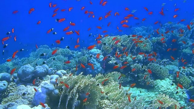 lot of different colorful little fishes in the blue water from the red sea