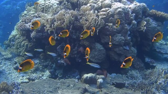 lot of yellow butterfly fish at corals and a big star puffer fish