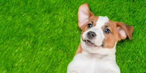 Happy Jack russell terrier puppy lying on its back on summer green grass. Top down view. Empty space for text