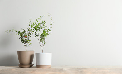 Young potted pomegranate trees on wooden bench near white wall indoors, space for text