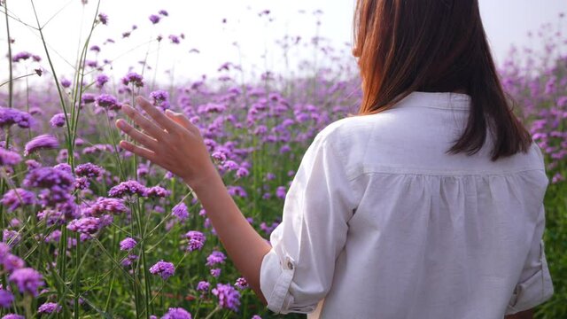 Happy Asian woman walking in beautiful purple daisy flowers farm field in springtime. Pretty girl relax and enjoy using hand touching and stroking fresh violet blossom flowers plant in flower garden