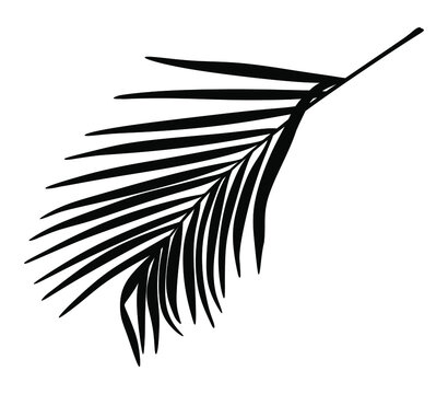 Palm Tree Leaf Black Silhouette Vector Drawing.Tropical leaves stencil shadow isolated on white background. Posters, Cards, Photo,Overlay, Print, Vinyl wall sticker decal. Plotter laser cutting file.