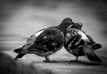 Gołębia miłość 3 © Mirosław
