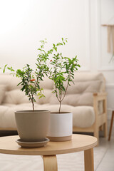 Young potted pomegranate trees on wooden table indoors