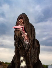 dog