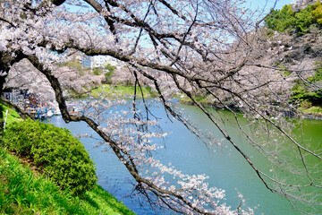 【東京】皇居・千鳥ヶ淵公園の桜（春）