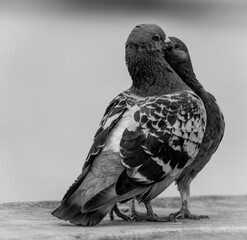 Gołębia miłość 1 © Mirosław