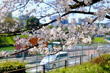 【東京】皇居・千鳥ヶ淵公園の桜（春）
