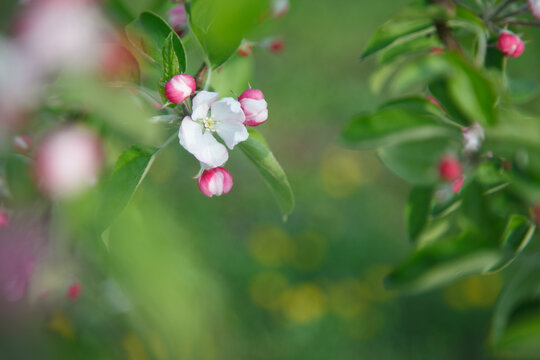221 Best りんごの花 Images Stock Photos Vectors Adobe Stock