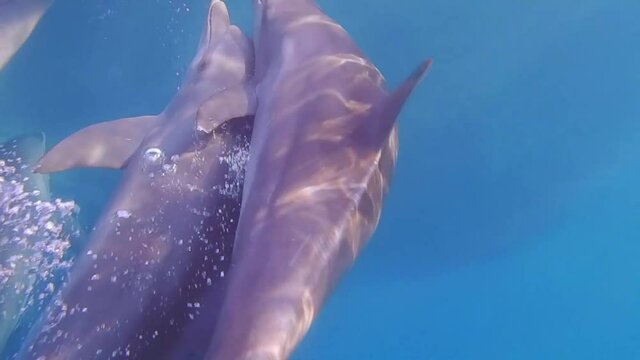 many dolphins want to make love with a single female dolphin while freediving