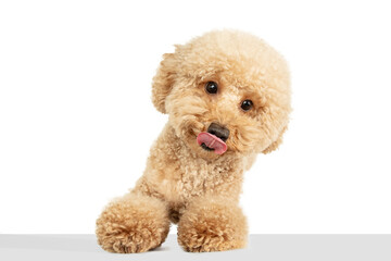 Cute puppy of Maltipoo dog posing isolated over white background