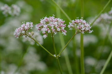 Medicinal plants - Budding pink flowering common Valerian (Valeriana officinalis) in the summer season.