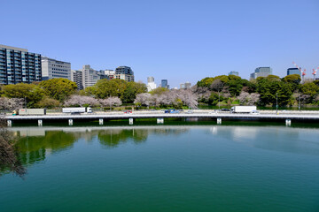 Fototapeta na wymiar 【東京】皇居・千鳥ヶ淵公園の桜（春）