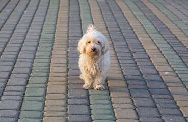 maltese